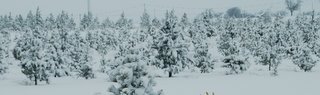 Trees in the snow